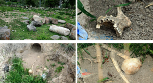 Vandalized cemetary