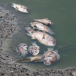 Negligence of authorities leads to fish die-off in İzmir