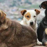 Turkey’s top court upholds law allowing killing of stray dogs