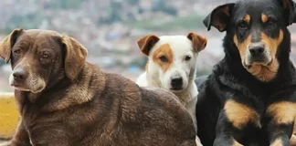 Turkey’s top court upholds law allowing killing of stray dogs