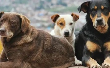 Turkey’s top court upholds law allowing killing of stray dogs