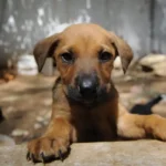 Turkish court reduces sentence for doctor convicted of killing puppies