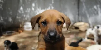 Turkish court reduces sentence for doctor convicted of killing puppies