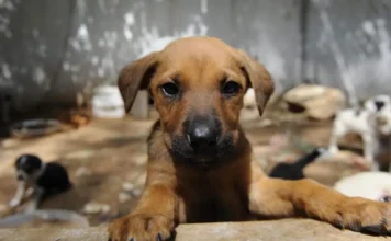 Turkish court reduces sentence for doctor convicted of killing puppies