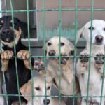İstanbul governor warns municipalities over stray dogs, says none will be left on the streets