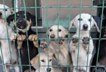 İstanbul governor warns municipalities over stray dogs, says none will be left on the streets