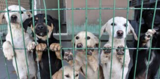 İstanbul governor warns municipalities over stray dogs, says none will be left on the streets