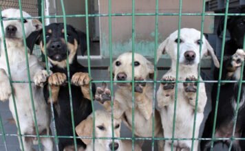 İstanbul governor warns municipalities over stray dogs, says none will be left on the streets