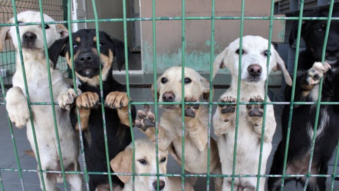 animal shelter