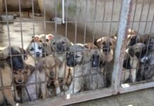 Turkey’s interior minister vows to put all stray dogs in shelters by year-end