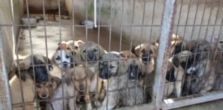 Turkey’s interior minister vows to put all stray dogs in shelters by year-end