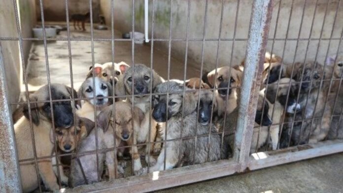 Dog shelters